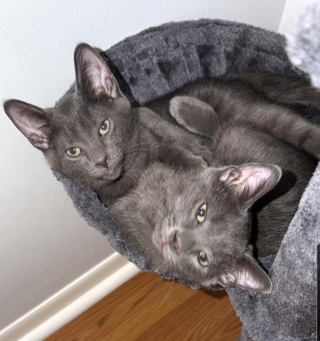 Enlarge Kane (Siblings are Ronaldo, Beckham, Kova & Haaland), a Adoptable Domestic Short Hair in Brighton, MI image 3/6