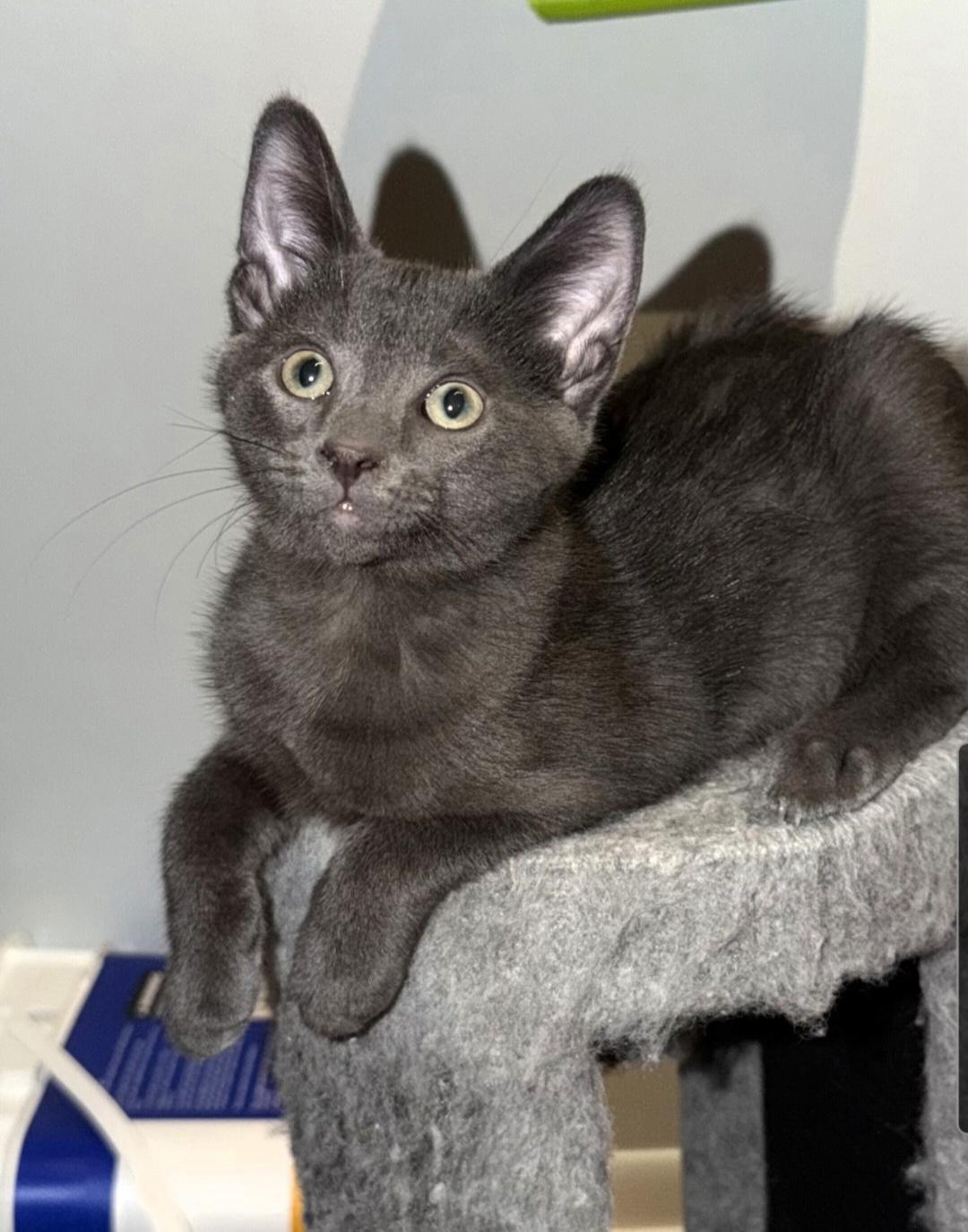 Enlarge Kane (Siblings are Ronaldo, Beckham, Kova & Haaland), a Adoptable Domestic Short Hair in Brighton, MI image 1/6