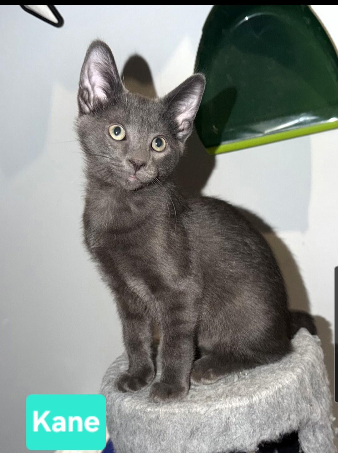 Enlarge Kane (Siblings are Ronaldo, Beckham, Kova & Haaland), a Adoptable Domestic Short Hair in Brighton, MI image 2/6