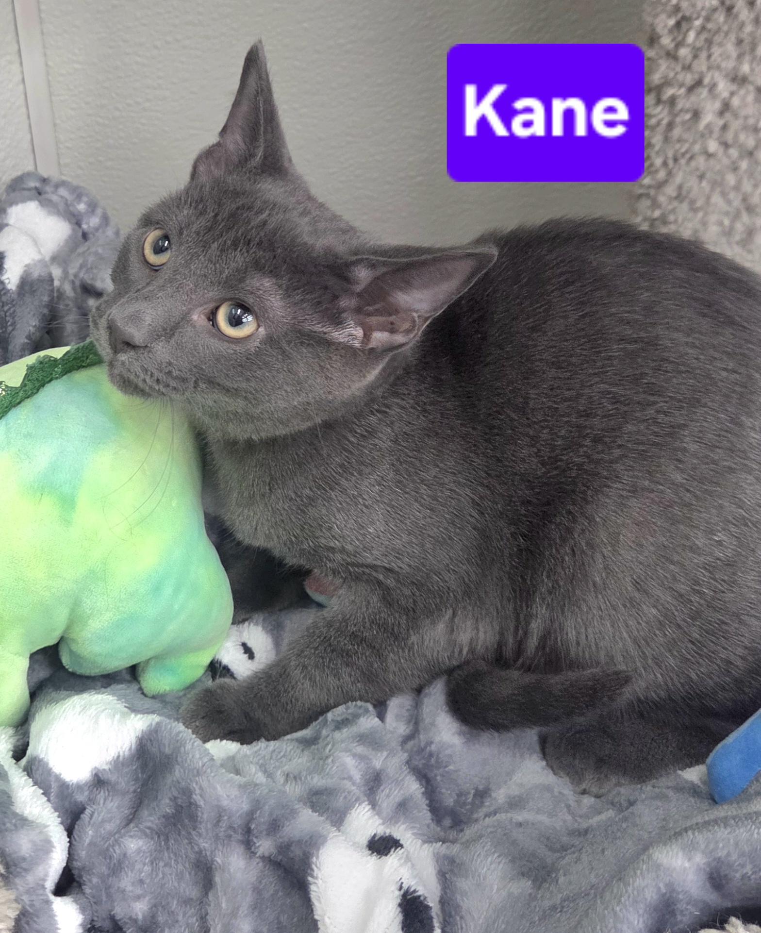 Enlarge Kane (Siblings are Ronaldo, Beckham, Kova & Haaland), a Adoptable Domestic Short Hair in Brighton, MI image 5/6