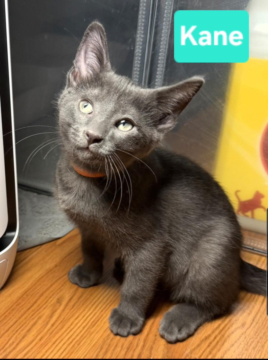 Enlarge Kane (Siblings are Ronaldo, Beckham, Kova & Haaland), a Adoptable Domestic Short Hair in Brighton, MI image 4/6