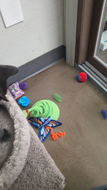 Enlarge Kane (Siblings are Ronaldo, Beckham, Kova & Haaland), a Adoptable Domestic Short Hair in Brighton, MI video 6/6
