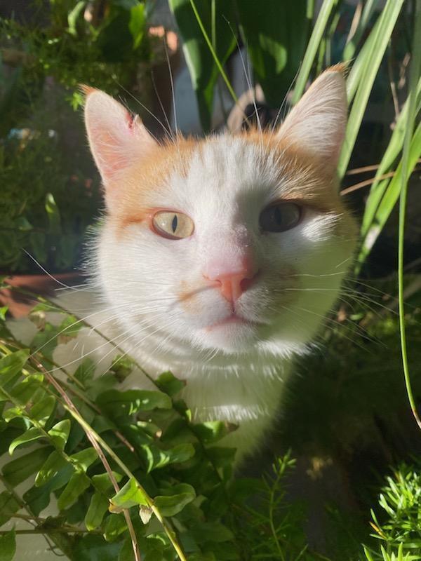 Enlarge PK, a Adoptable Domestic Short Hair in Louisa, VA image 1/4