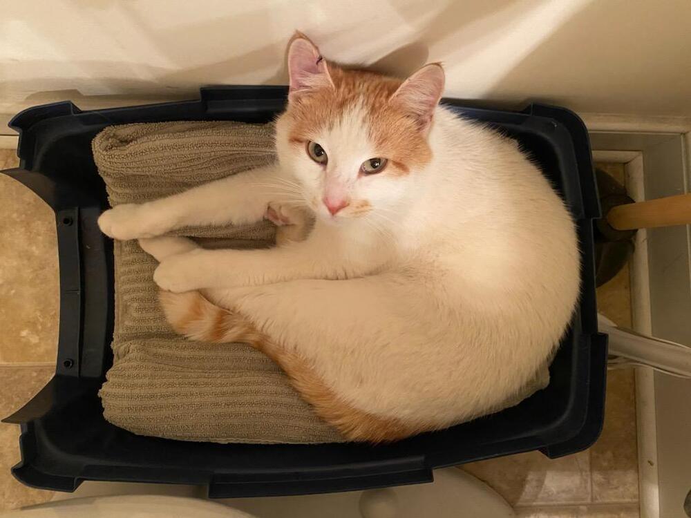 Enlarge PK, a Adoptable Domestic Short Hair in Louisa, VA image 2/4