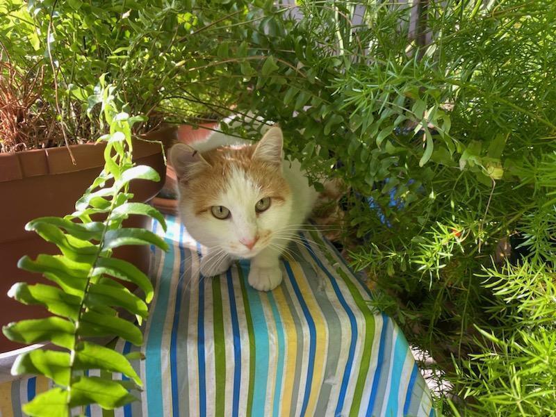 Enlarge PK, a Adoptable Domestic Short Hair in Louisa, VA image 3/4