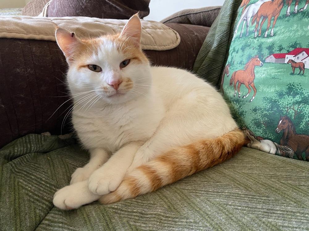 Enlarge PK, a Adoptable Domestic Short Hair in Louisa, VA image 4/4