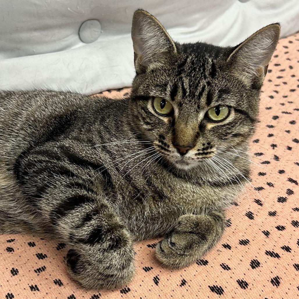 Enlarge Lady Liberty, a Adoptable Extra-Toes Cat / Hemingway Polydactyl in Boerne, TX image 1/4