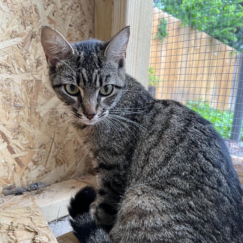 Lady Liberty, Adoptable, Young Female Extra-Toes Cat / Hemingway Polydactyl.