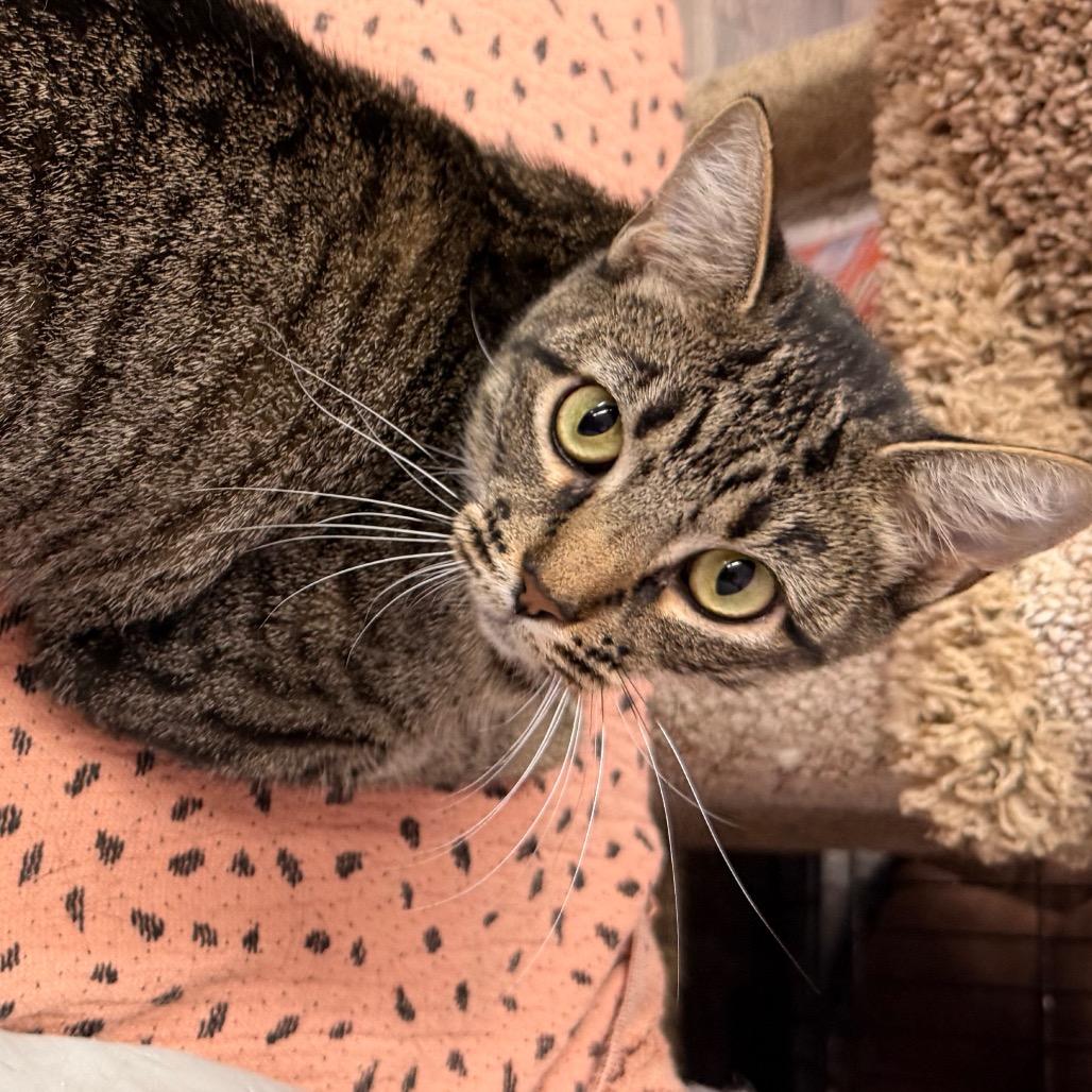 Enlarge Lady Liberty, a Adoptable Extra-Toes Cat / Hemingway Polydactyl in Boerne, TX image 3/4
