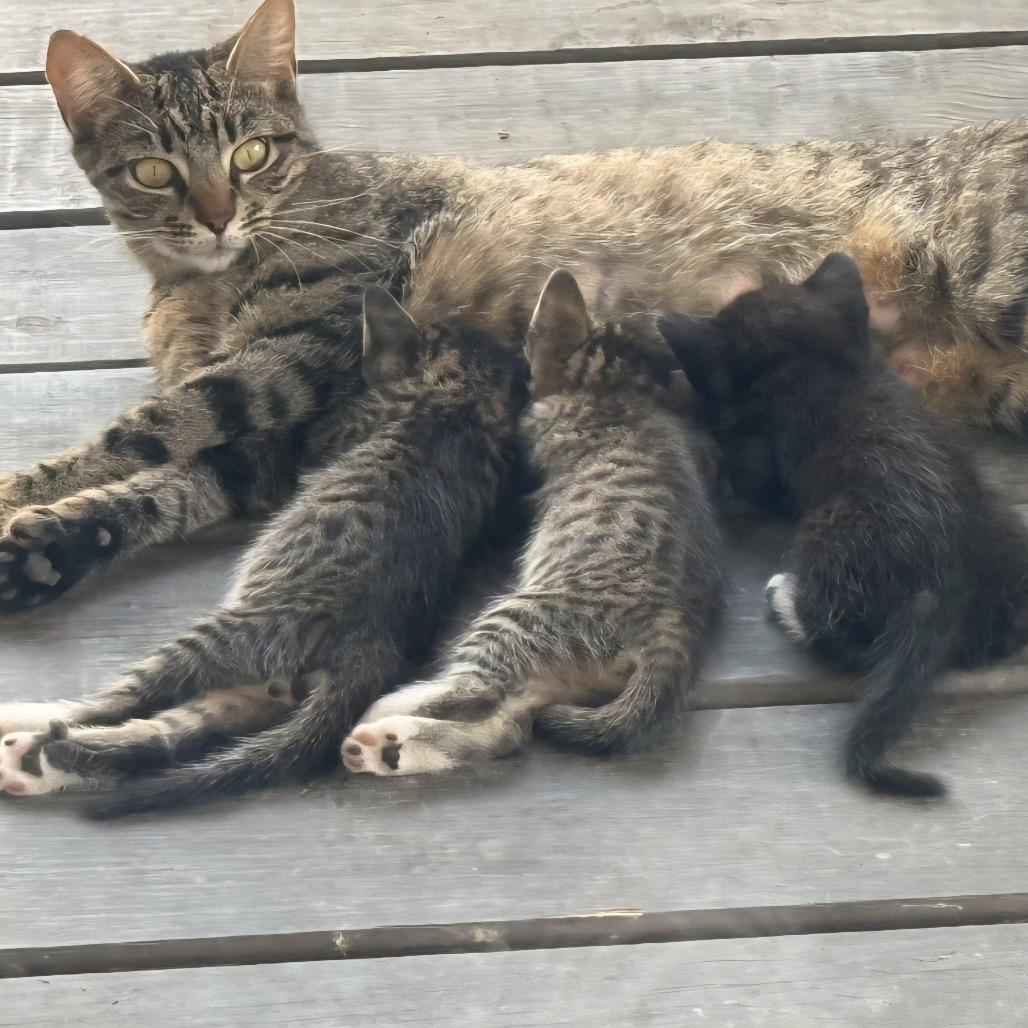 Lady Liberty, a Adoptable Extra-Toes Cat / Hemingway Polydactyl in Boerne, TX image 2/3