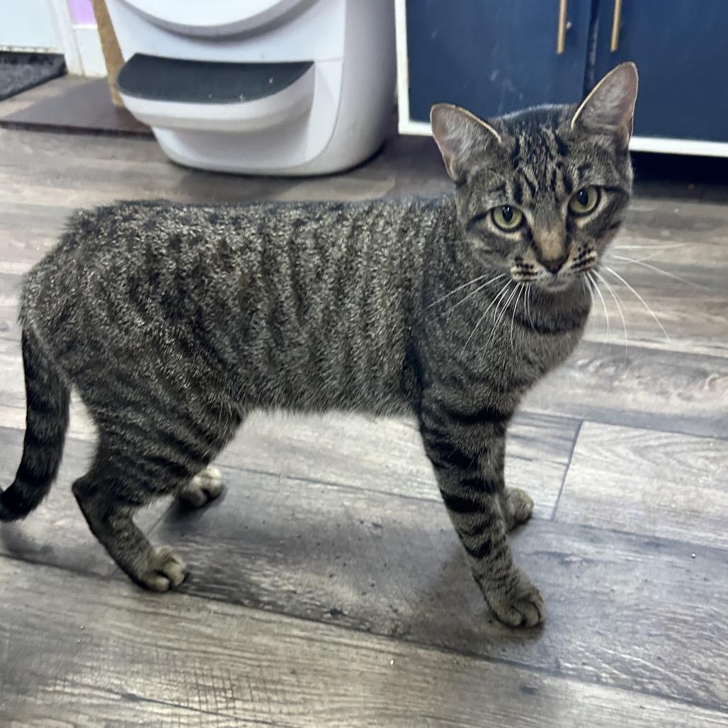Enlarge Lady Liberty, a Adoptable Extra-Toes Cat / Hemingway Polydactyl in Boerne, TX image 4/4