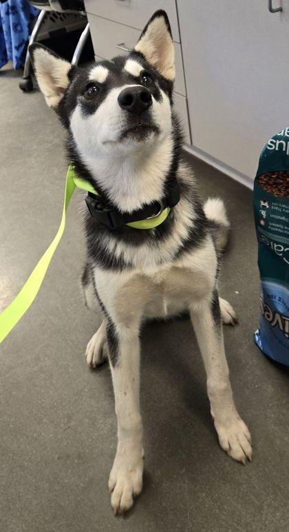 Millie, a Adoptable mixed breed in Fresno, CA image 1/3