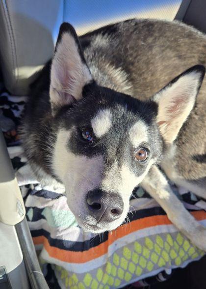 Millie, a Adoptable mixed breed in Fresno, CA image 2/3