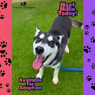 Millie, a Adoptable mixed breed in Fresno, CA image 3/3