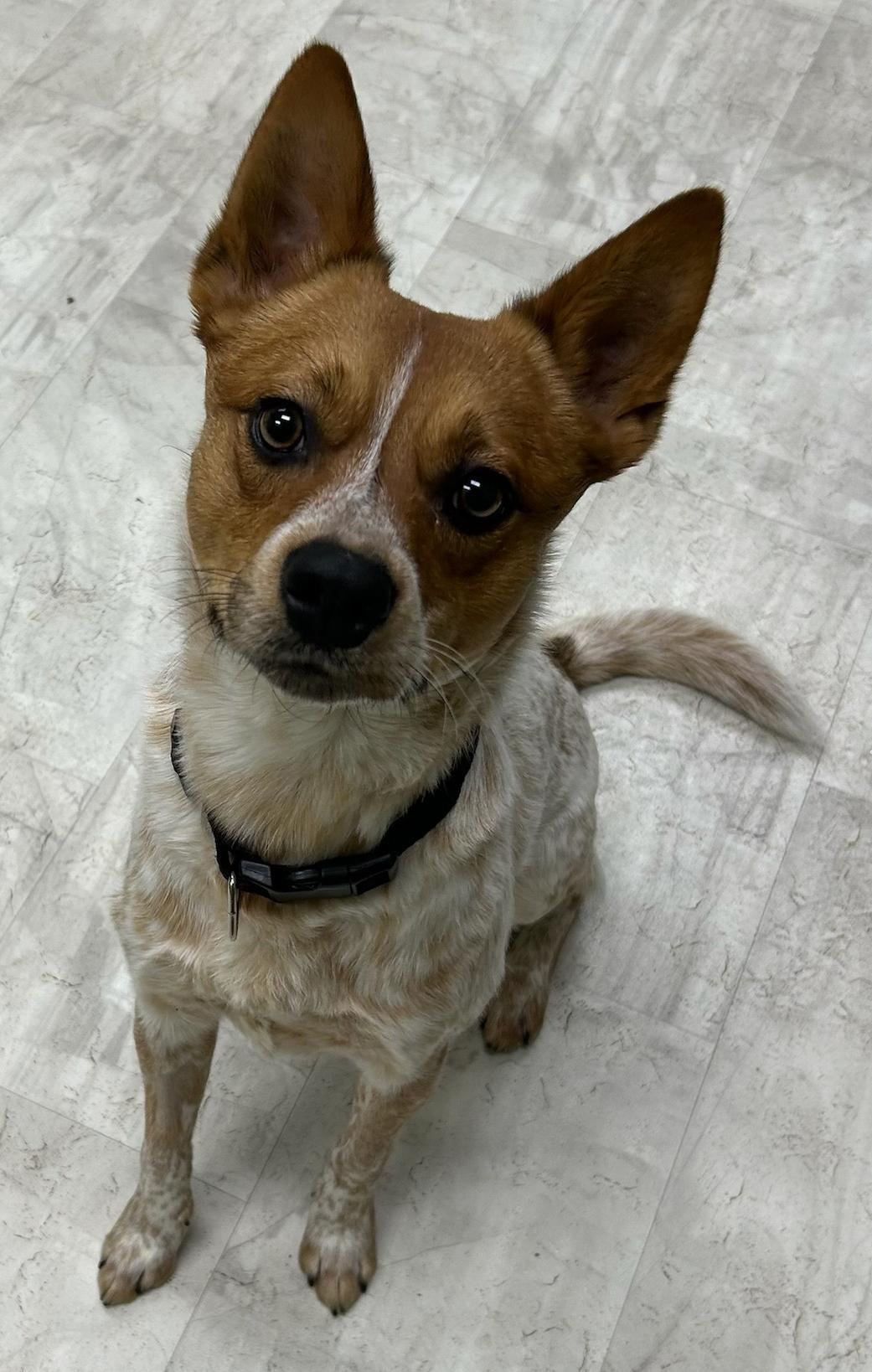 Enlarge Thor, a Adoptable mixed breed in Neillsville, WI image 3/5