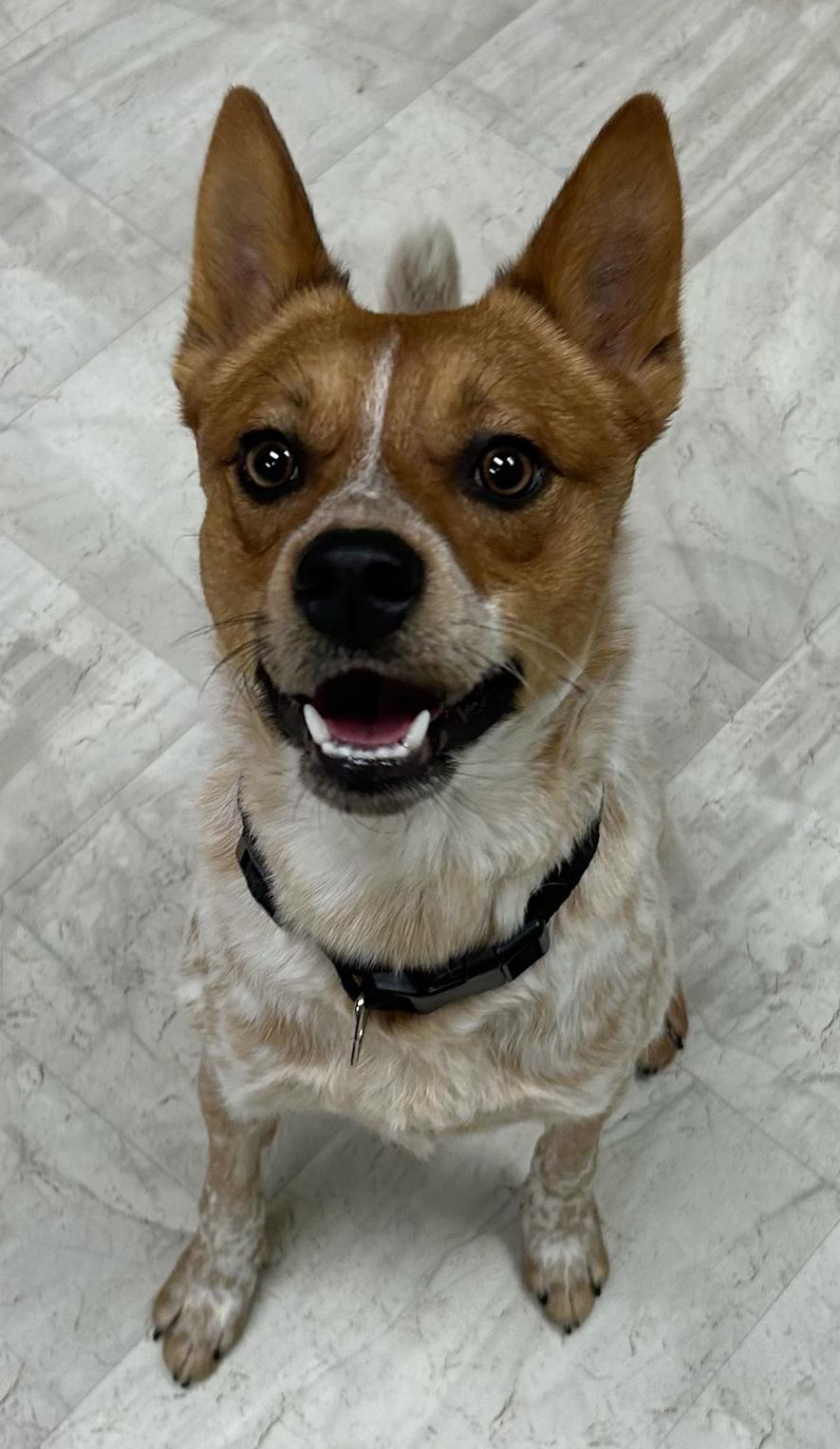 Enlarge Thor, a Adoptable mixed breed in Neillsville, WI image 5/5