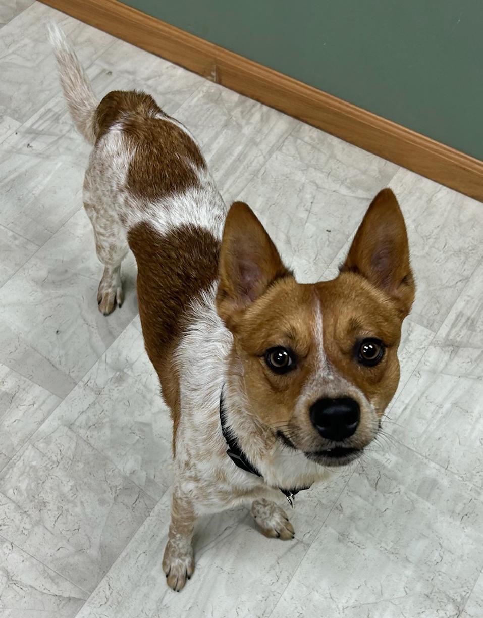 Enlarge Thor, a Adoptable mixed breed in Neillsville, WI image 2/5