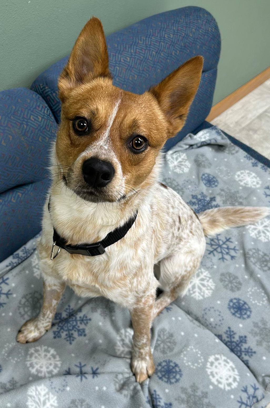 Enlarge Thor, a Adoptable mixed breed in Neillsville, WI image 4/5