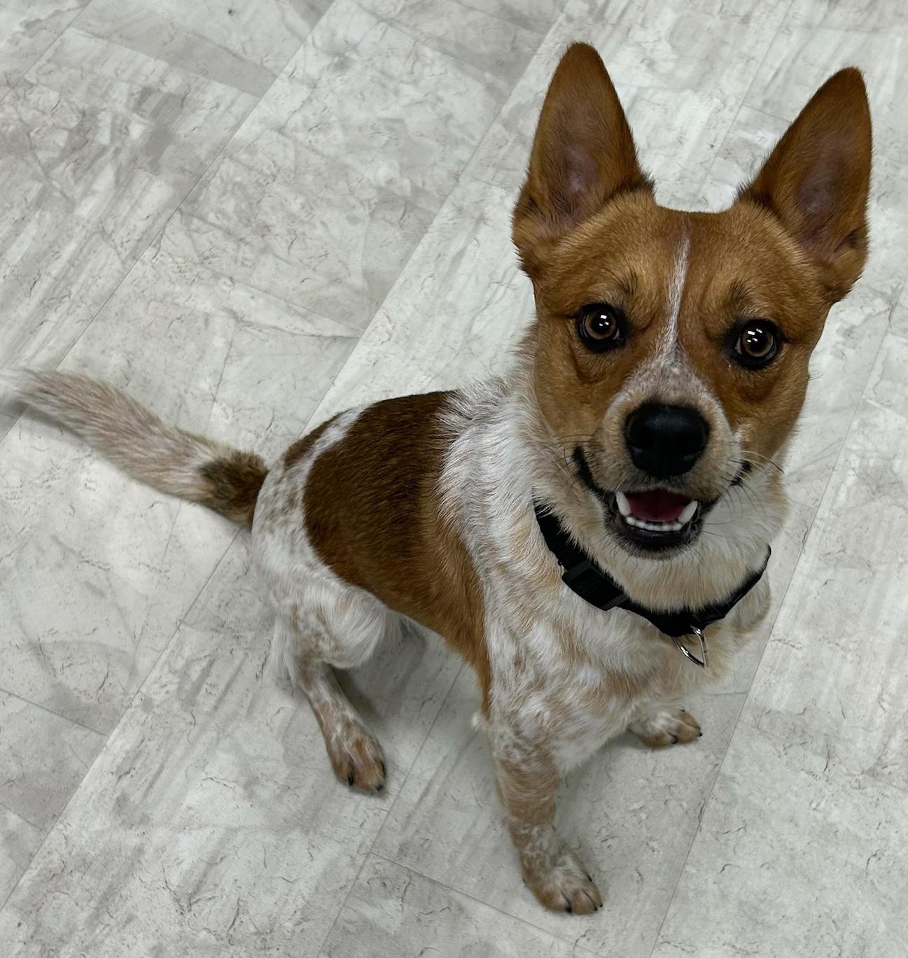 Enlarge Thor, a Adoptable mixed breed in Neillsville, WI image 1/5