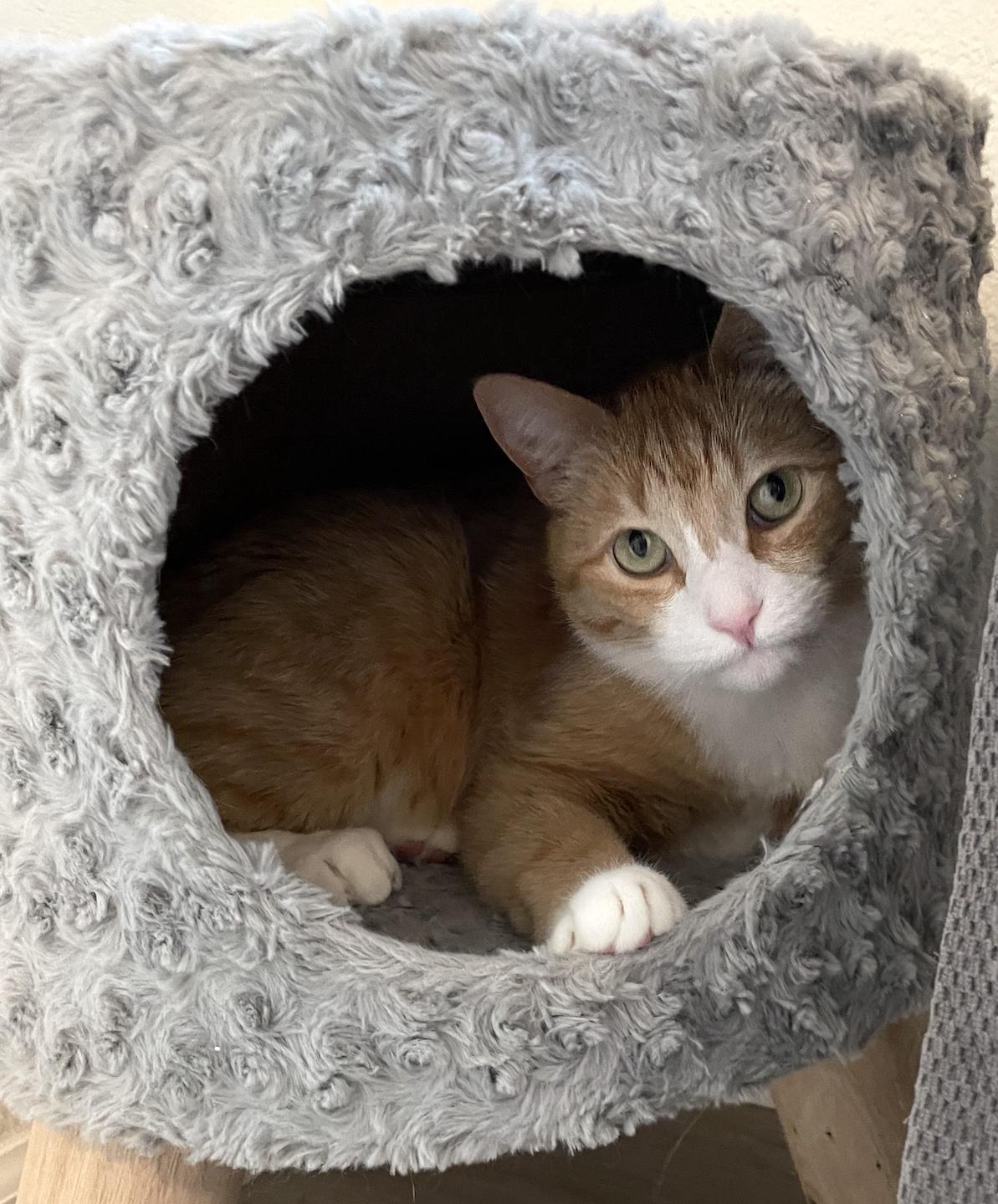 Enlarge Bunchie, a Adoptable Domestic Short Hair in Colorado Springs, CO image 2/6