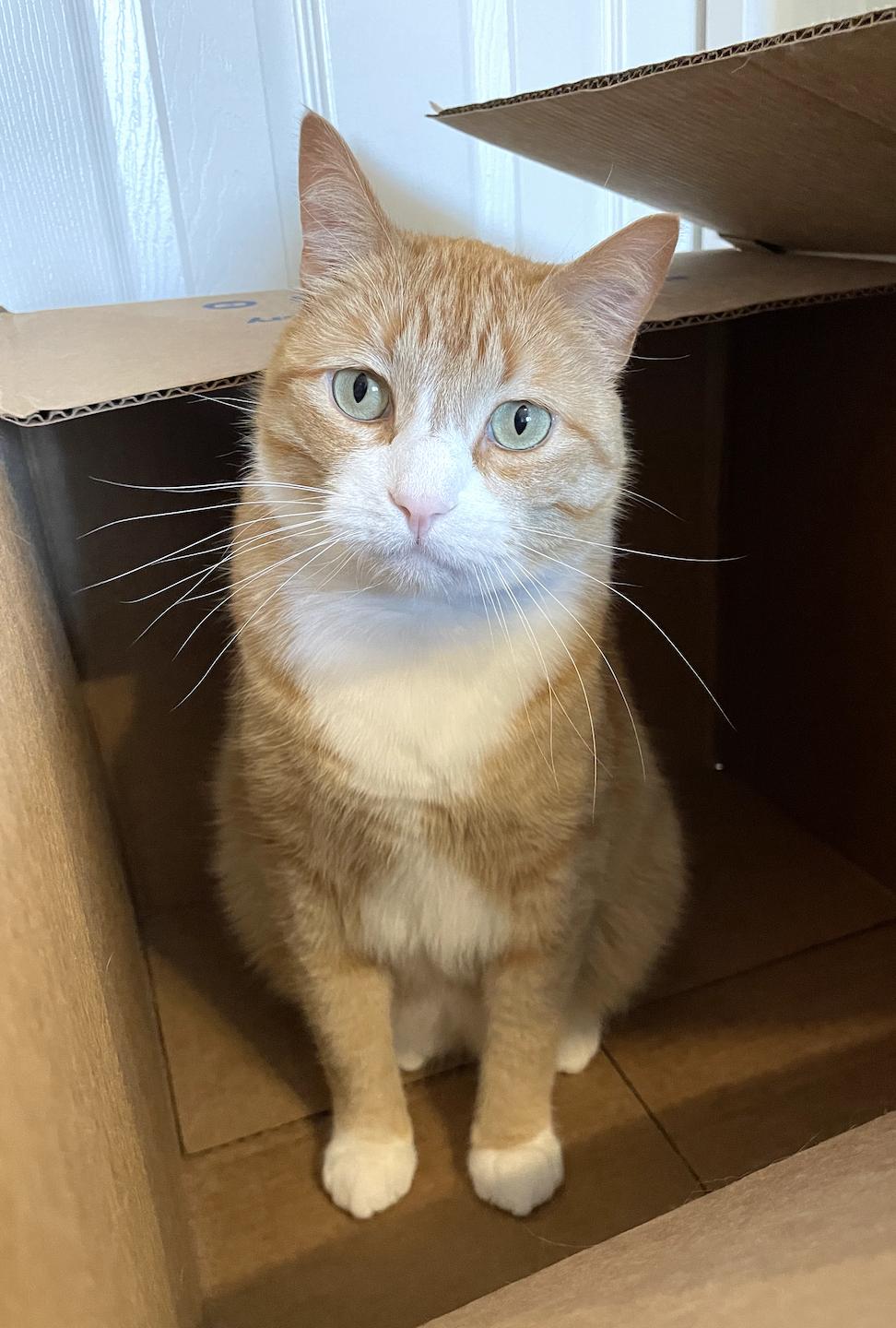 Bunchie, Adoptable, Adult Male Domestic Short Hair.