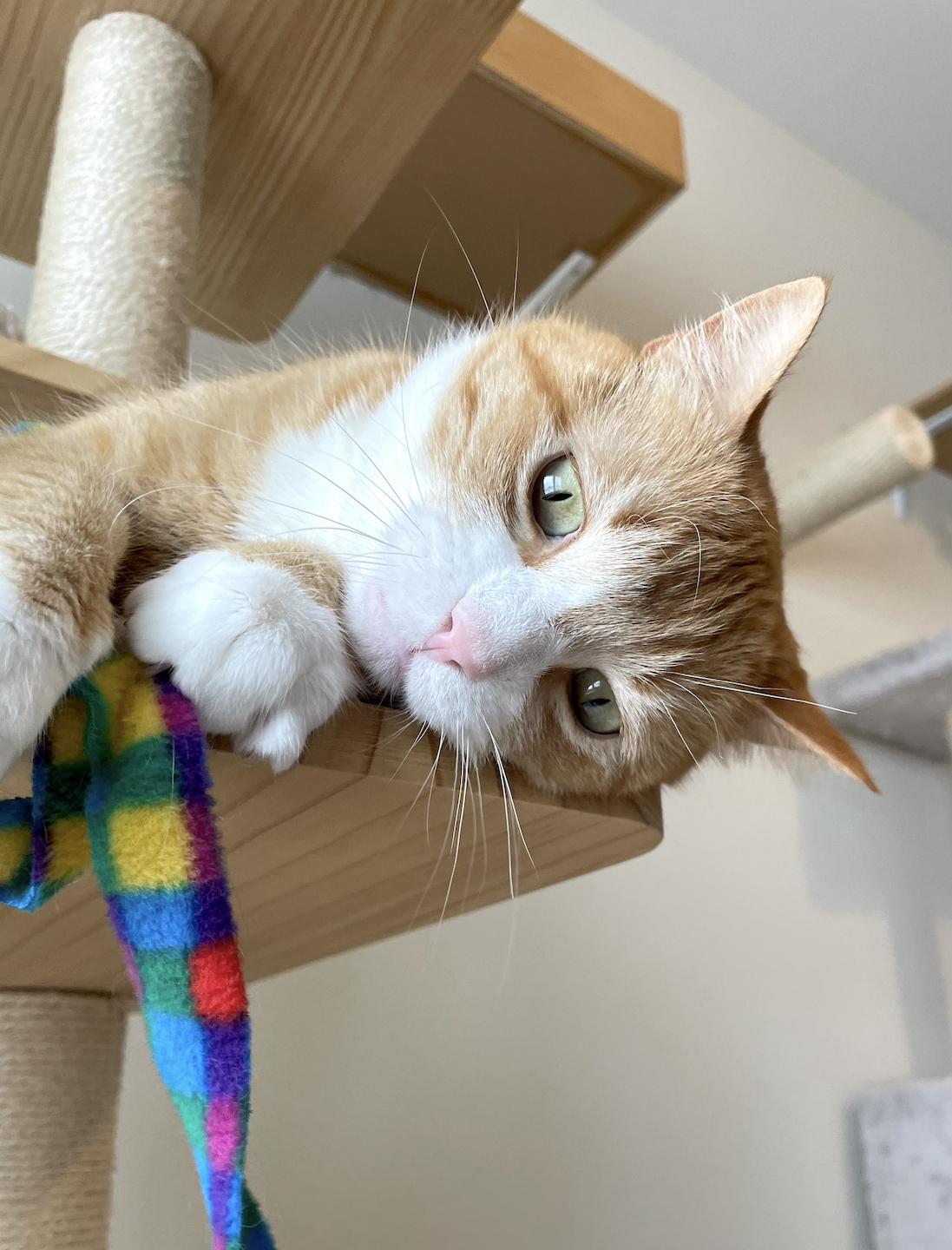 Enlarge Bunchie, a Adoptable Domestic Short Hair in Colorado Springs, CO image 6/6