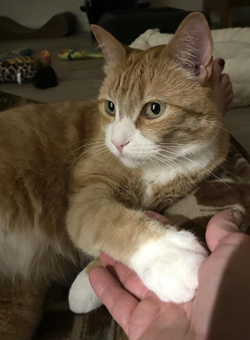 Enlarge Bunchie, a Adoptable Domestic Short Hair in Colorado Springs, CO image 4/6