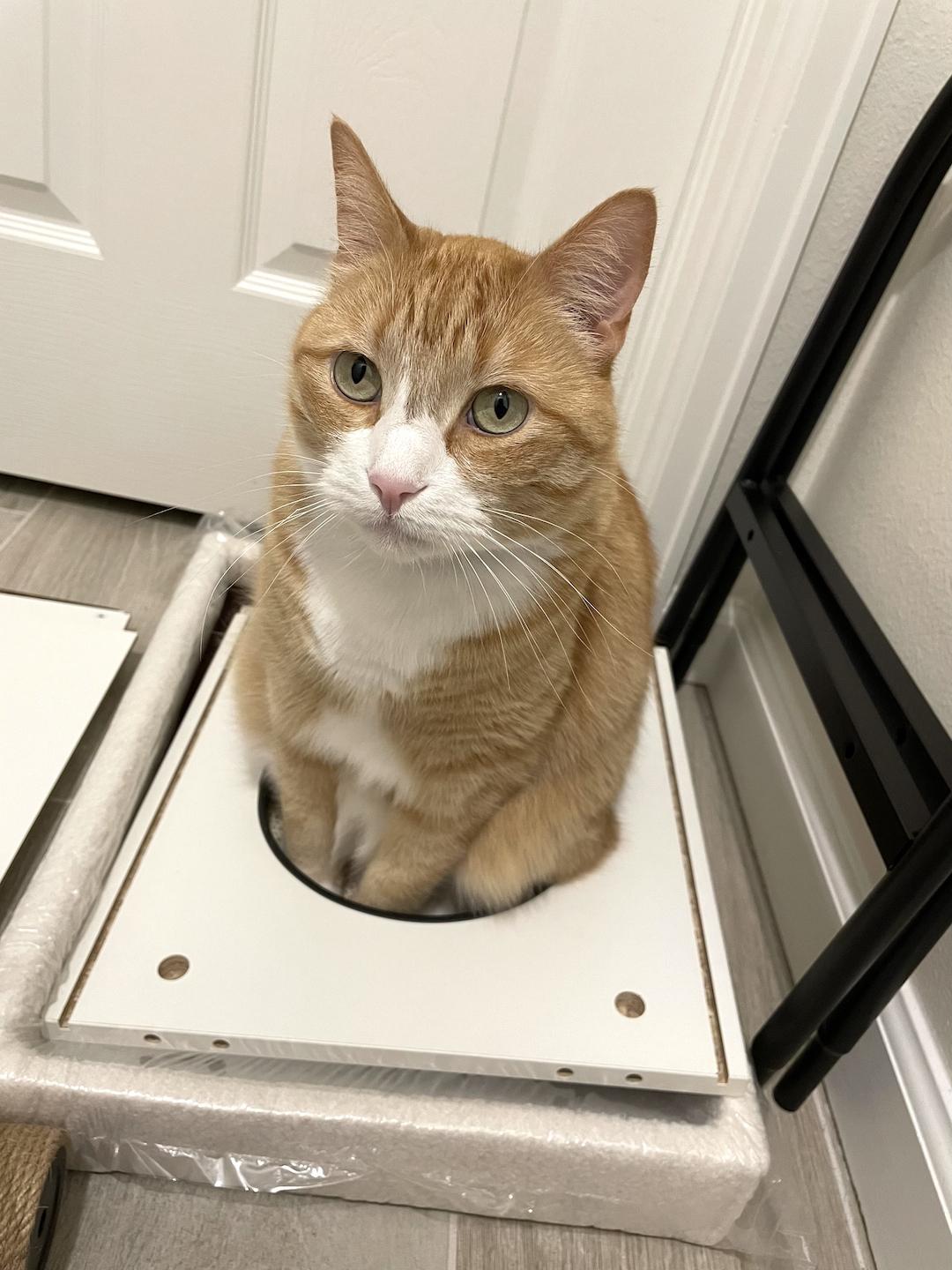 Enlarge Bunchie, a Adoptable Domestic Short Hair in Colorado Springs, CO image 5/6