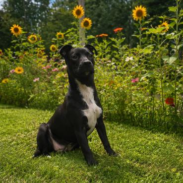 Diamond, a Adoptable Terrier in Montgomery, AL image 1/4
