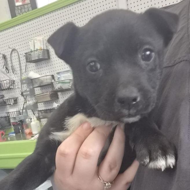 Diamond, a Adoptable Terrier in Montgomery, AL image 2/4