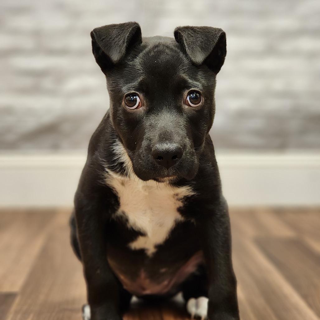 Diamond, a Adoptable Terrier in Montgomery, AL image 4/4