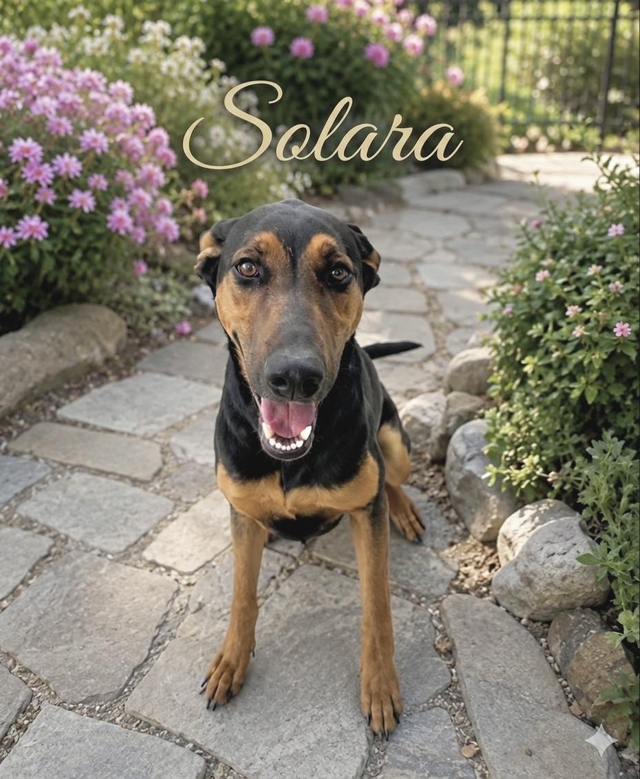 Kirk & Solara - Fosters Needed, a ADOPTABLE mixed breed in Huntingtown, MD image 2/3