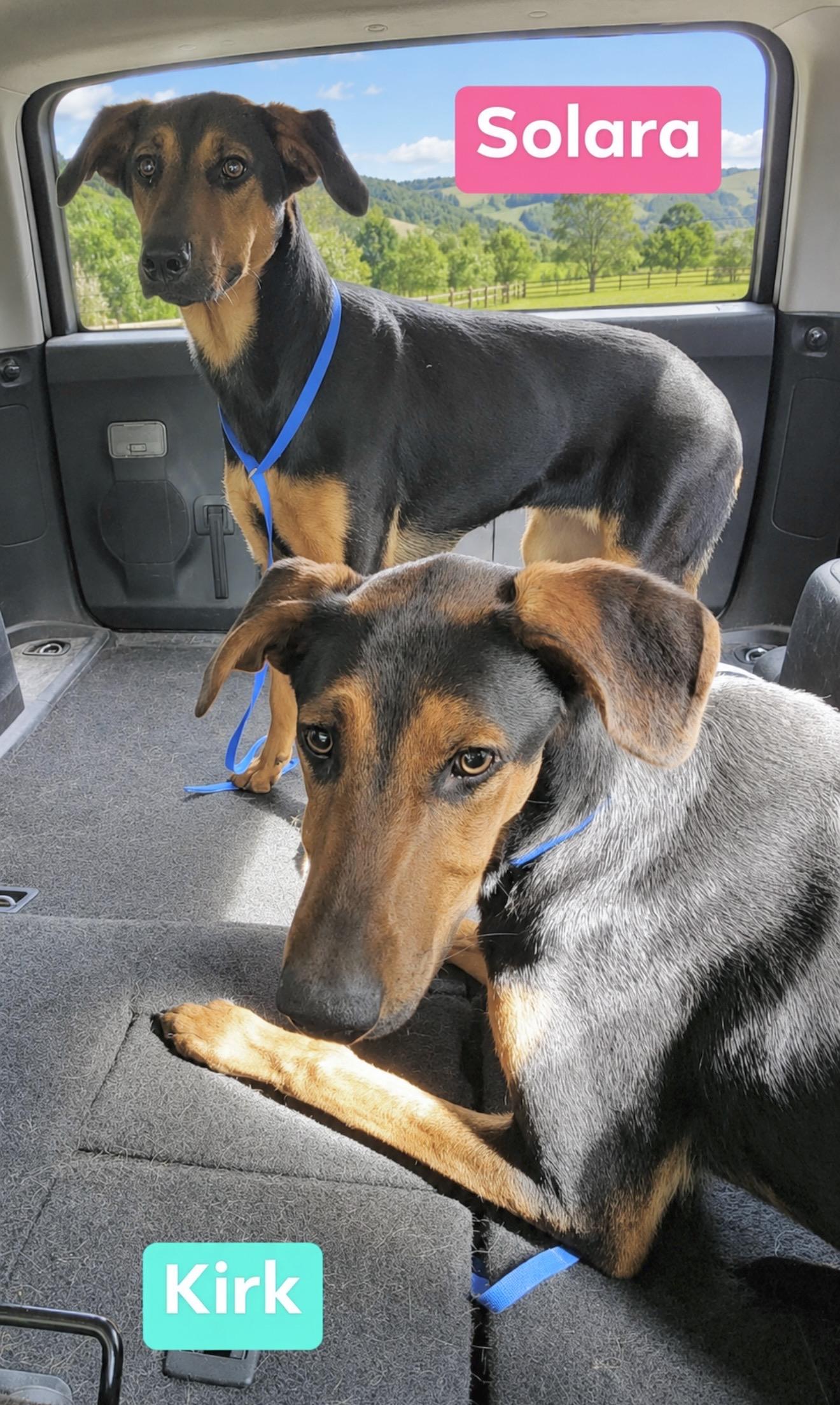 Kirk & Solara - Fosters Needed, ADOPTABLE, Puppy Female Doberman Pinscher.