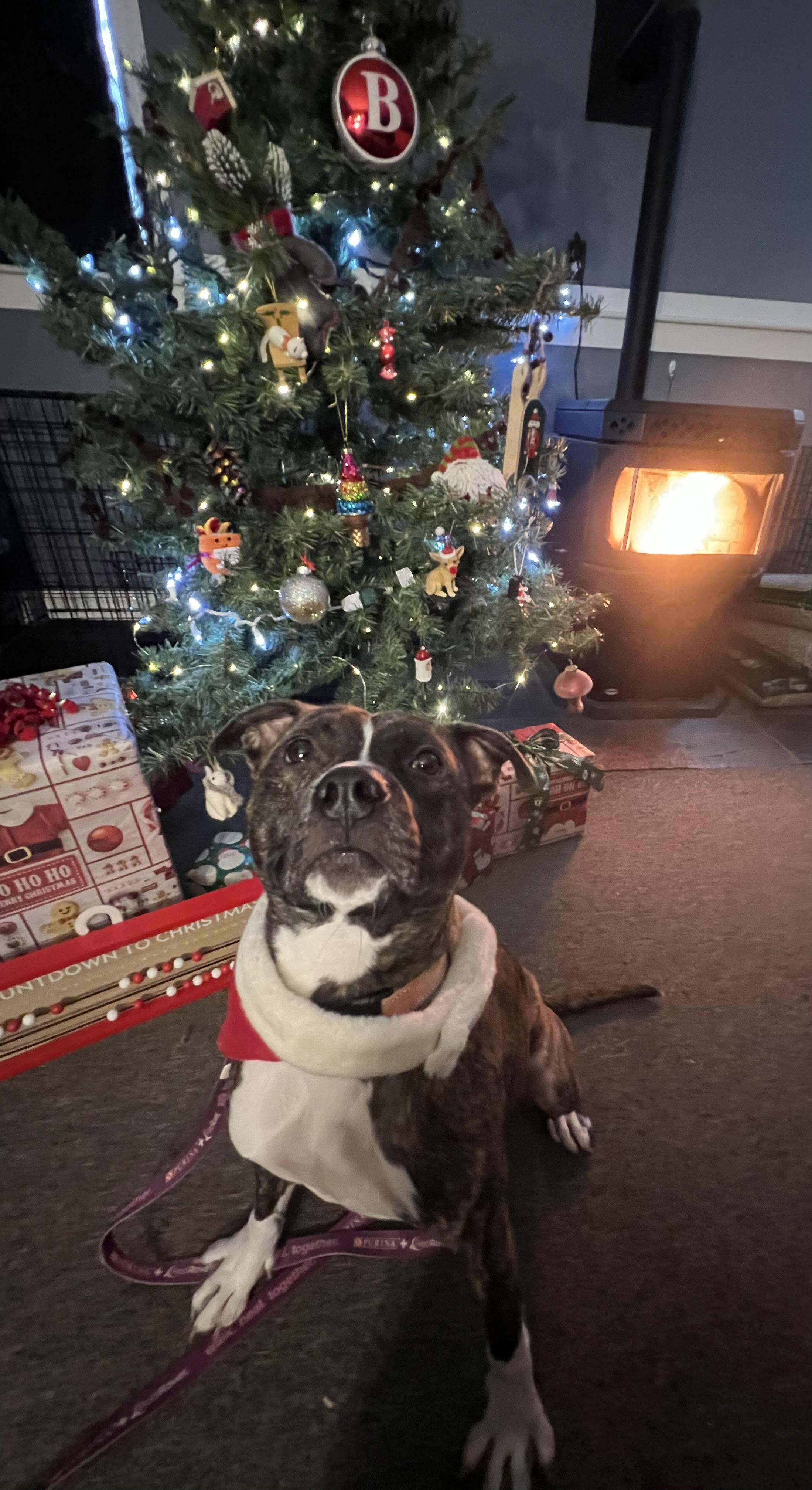Enlarge Duke, an adoptable Mixed Breed in Bowdoin, ME image 6/6