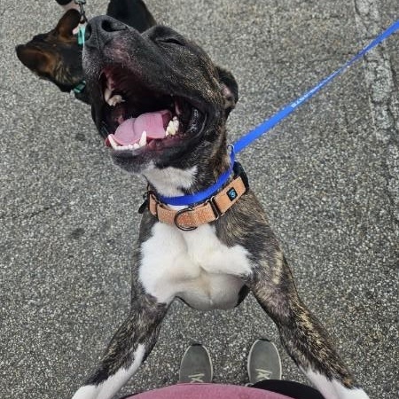Enlarge Duke, an adoptable Mixed Breed in Bowdoin, ME image 3/6