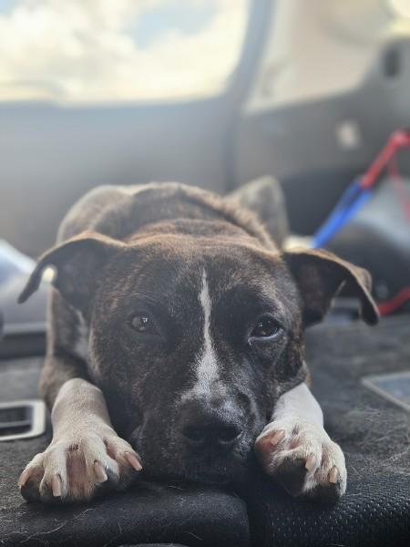 Enlarge Duke, an adoptable Mixed Breed in Bowdoin, ME image 2/6