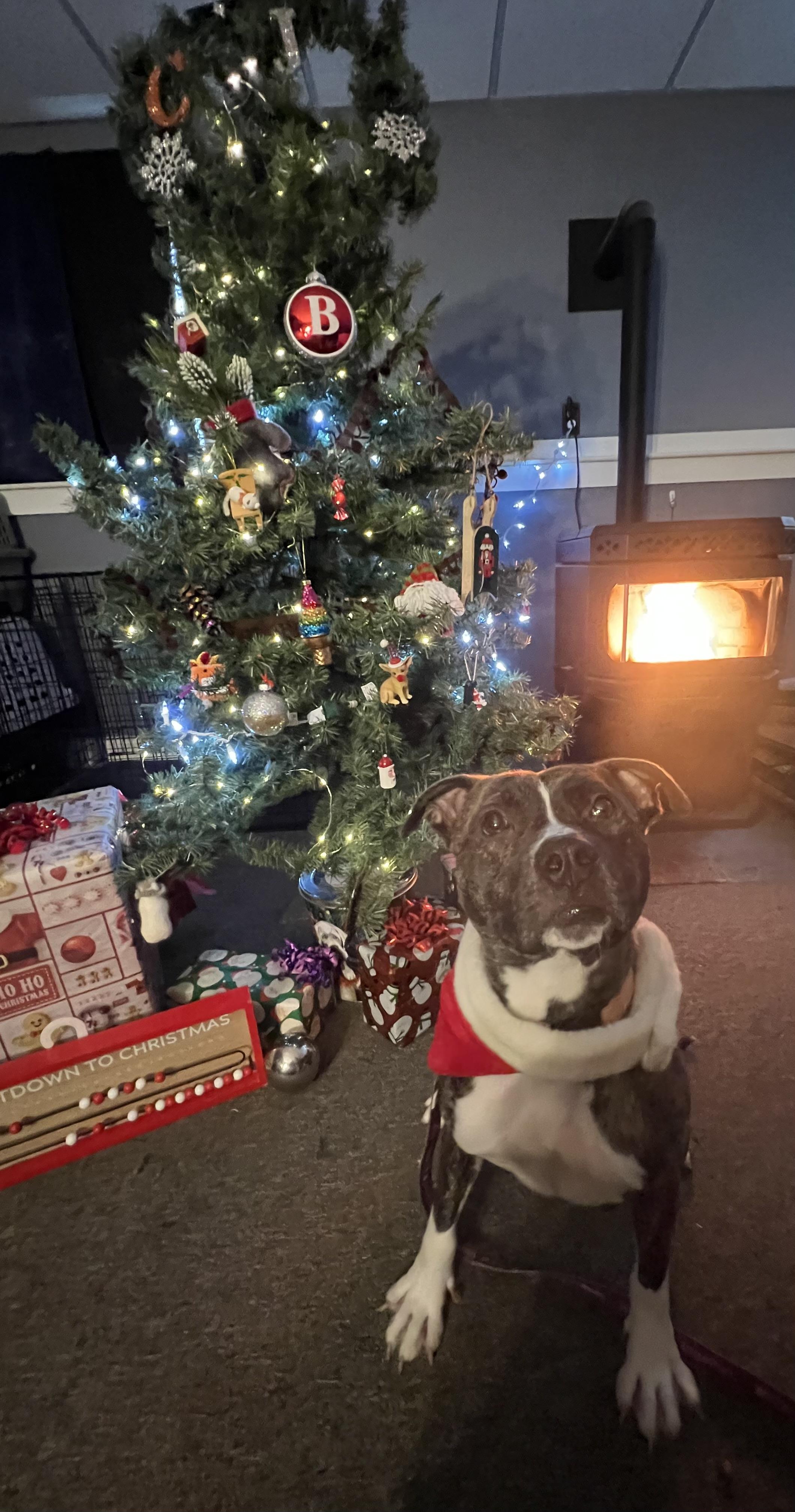 Enlarge Duke, an adoptable Mixed Breed in Bowdoin, ME image 1/6