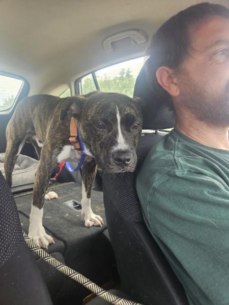 Enlarge Duke, an adoptable Mixed Breed in Bowdoin, ME image 4/6