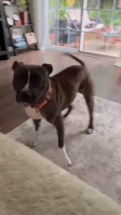 Enlarge Duke, an adoptable Mixed Breed in Bowdoin, ME video 5/6