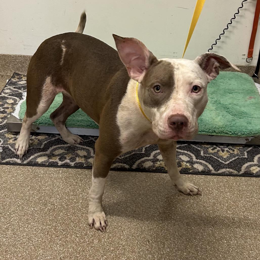 Ruby, Adoptable, Adult Female Pit Bull Terrier & Pit Bull Terrier.