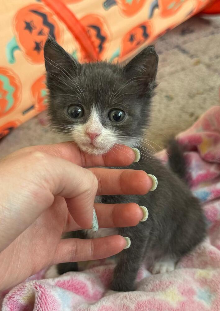 Reed, Adoptable, Kitten Male Domestic Short Hair.