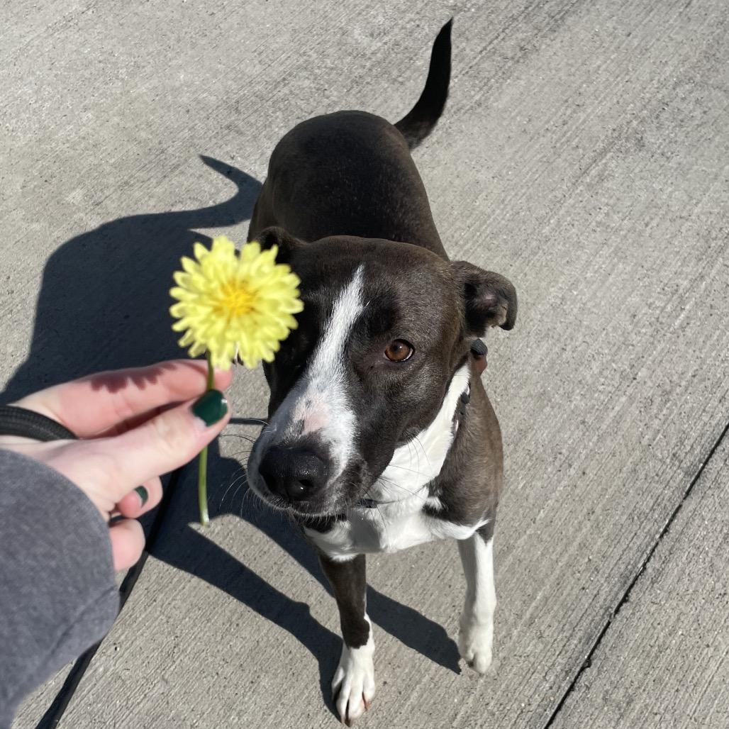 Christine, Adoptable, Adult Female Mixed Breed.