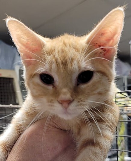 Sandy, Adoptable, Young Female Domestic Short Hair.