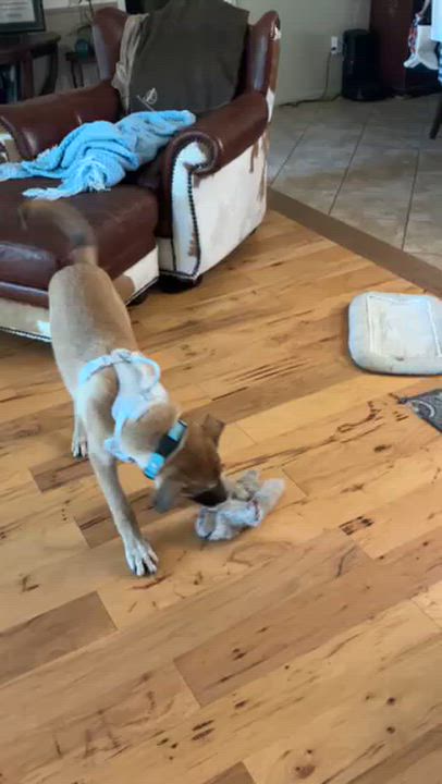 Enlarge AUGGIE (Sweet, Easy Taking Treats, Loves Kids & Dogs, Loves Water, Easy Going, Laid Back), a Adoptable mixed breed in Milford, CT video 5/6
