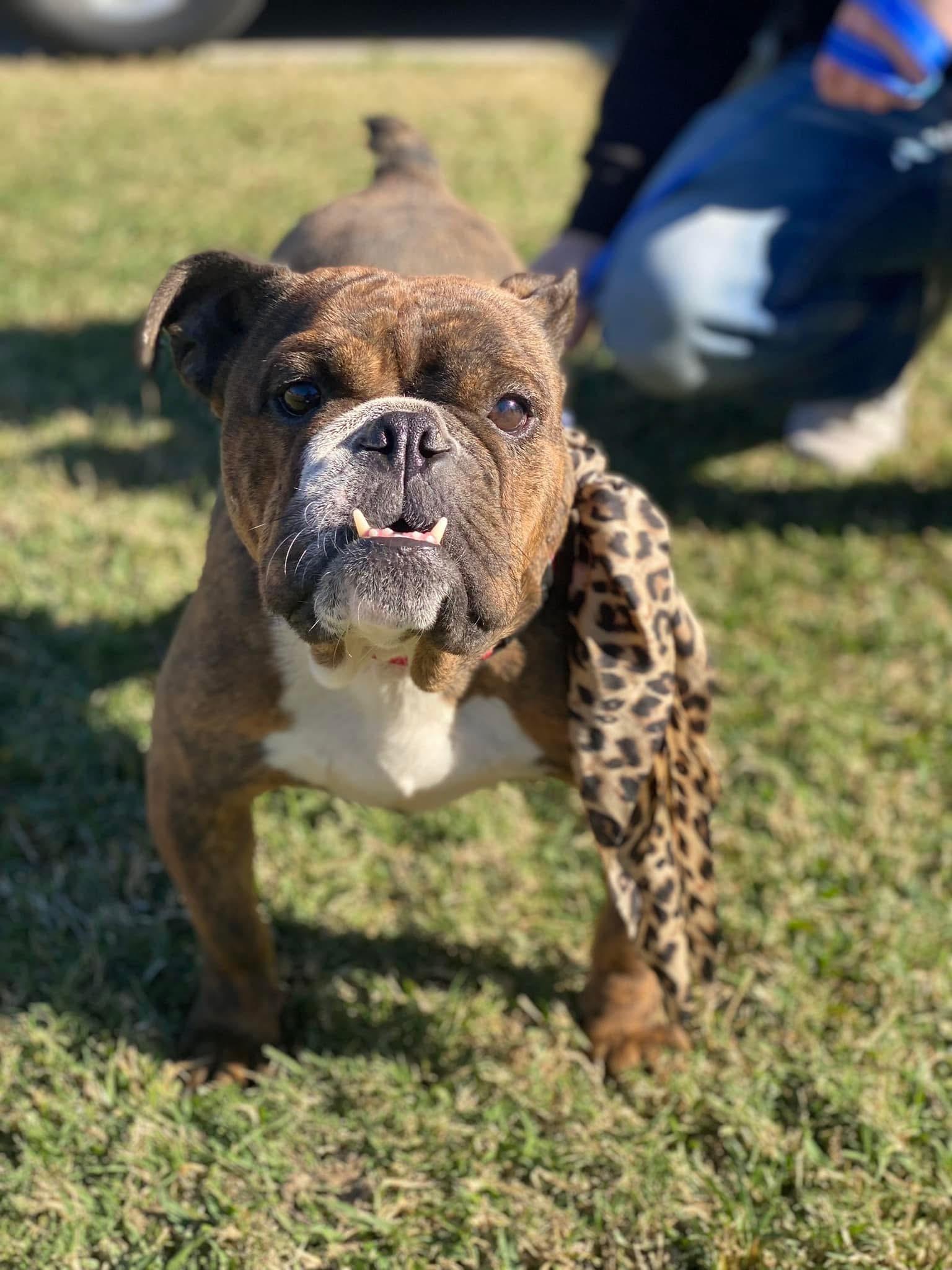 Matilda, Adopted, Adult Female American Bulldog.