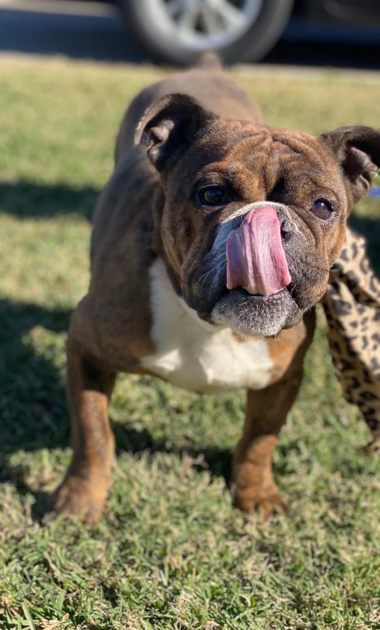 Enlarge Matilda, a Adopted American Bulldog in Ball, LA image 2/6