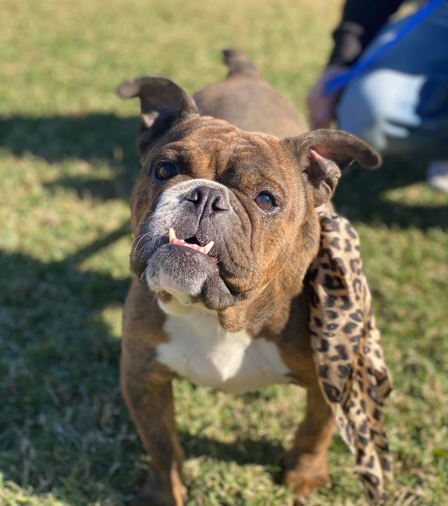 Enlarge Matilda, a Adopted American Bulldog in Ball, LA image 3/6