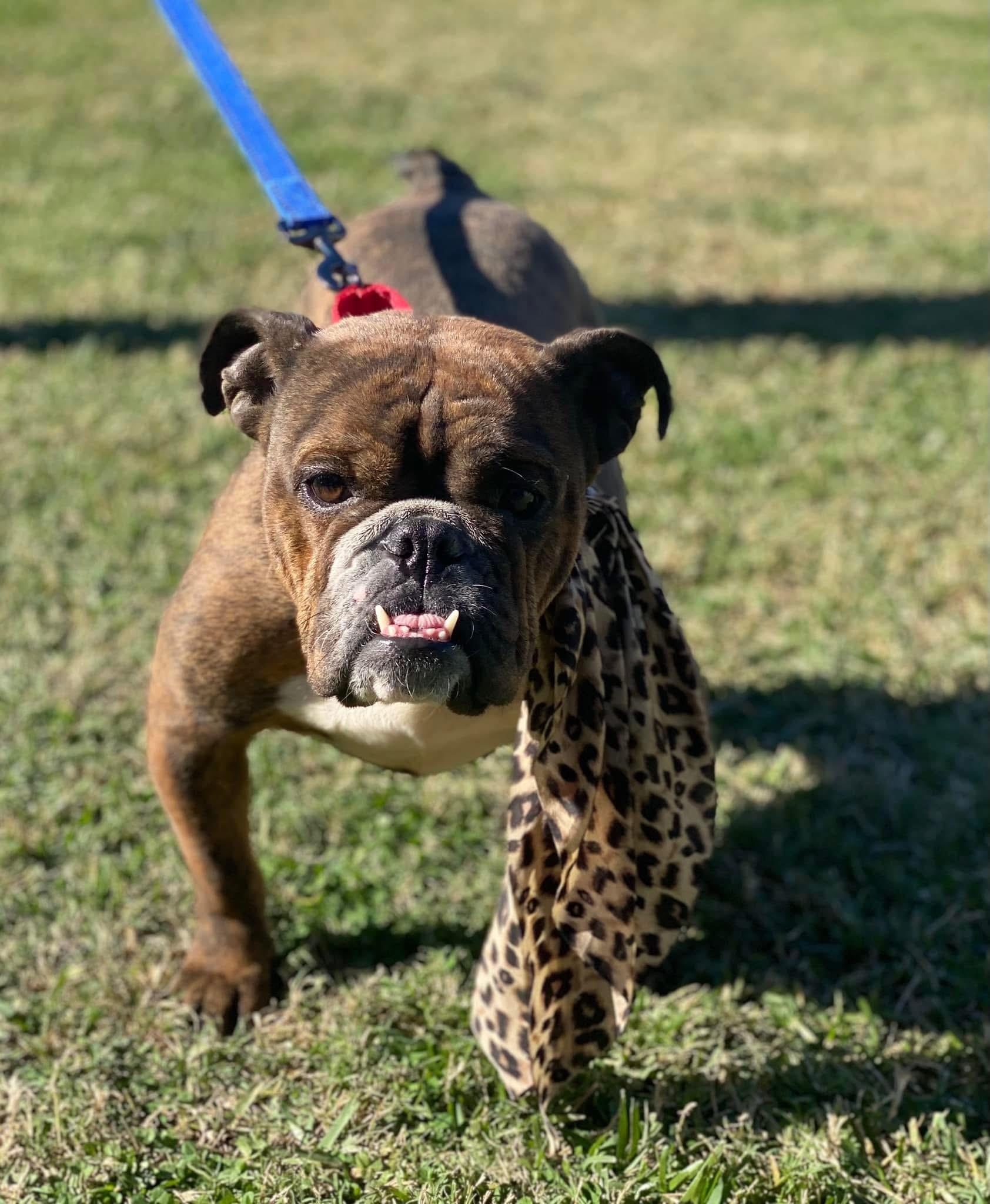 Enlarge Matilda, a Adopted American Bulldog in Ball, LA image 4/6