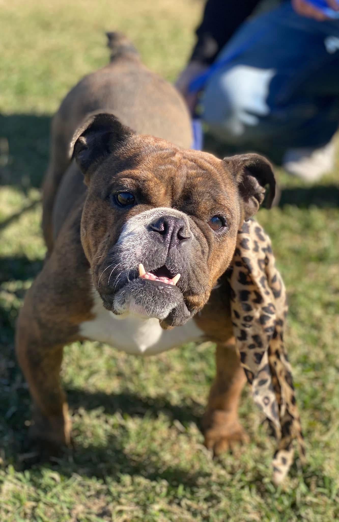Enlarge Matilda, a Adopted American Bulldog in Ball, LA image 6/6