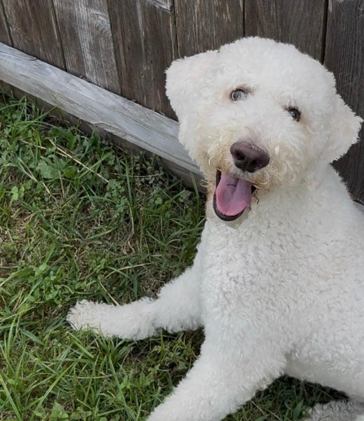 KLOUT-TEXAS, a Adoptable Standard Poodle in Houston, TX image 3/6